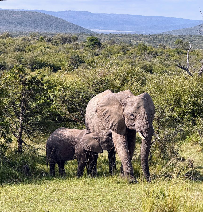 Elephant