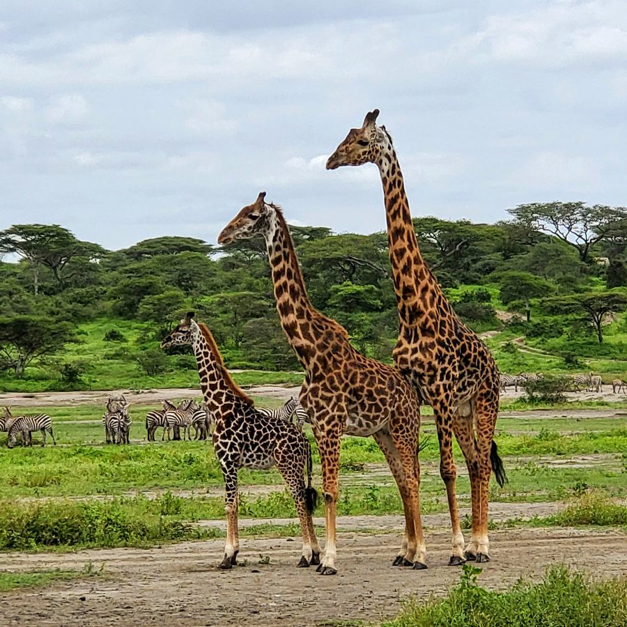 Giraffe