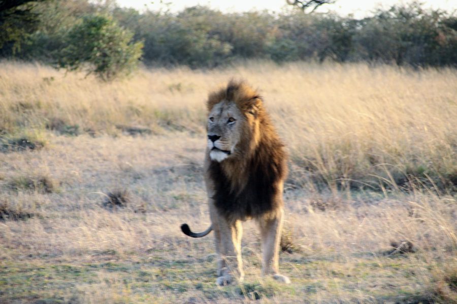 Lion