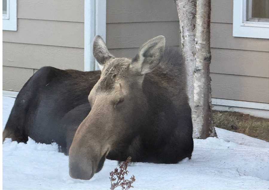 Moose