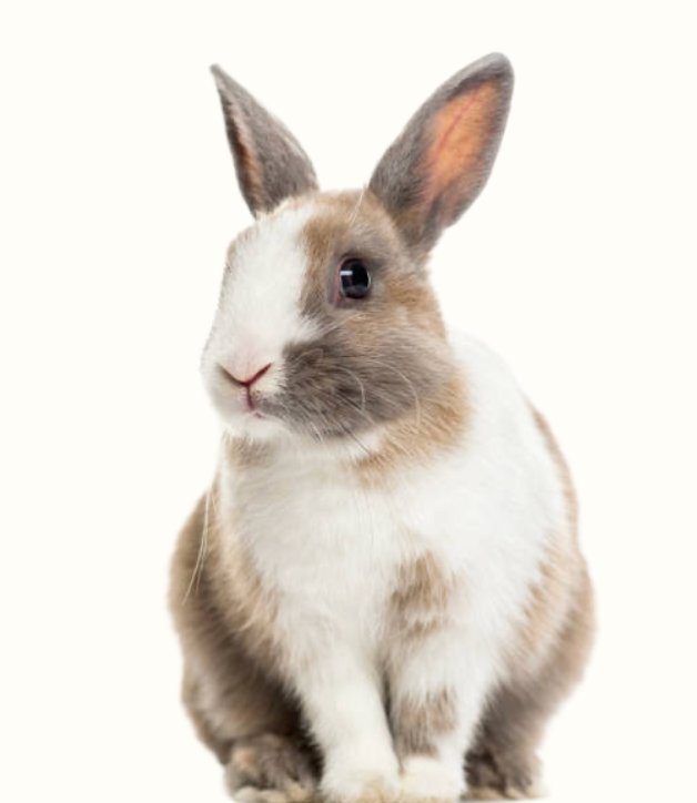 Rabbit