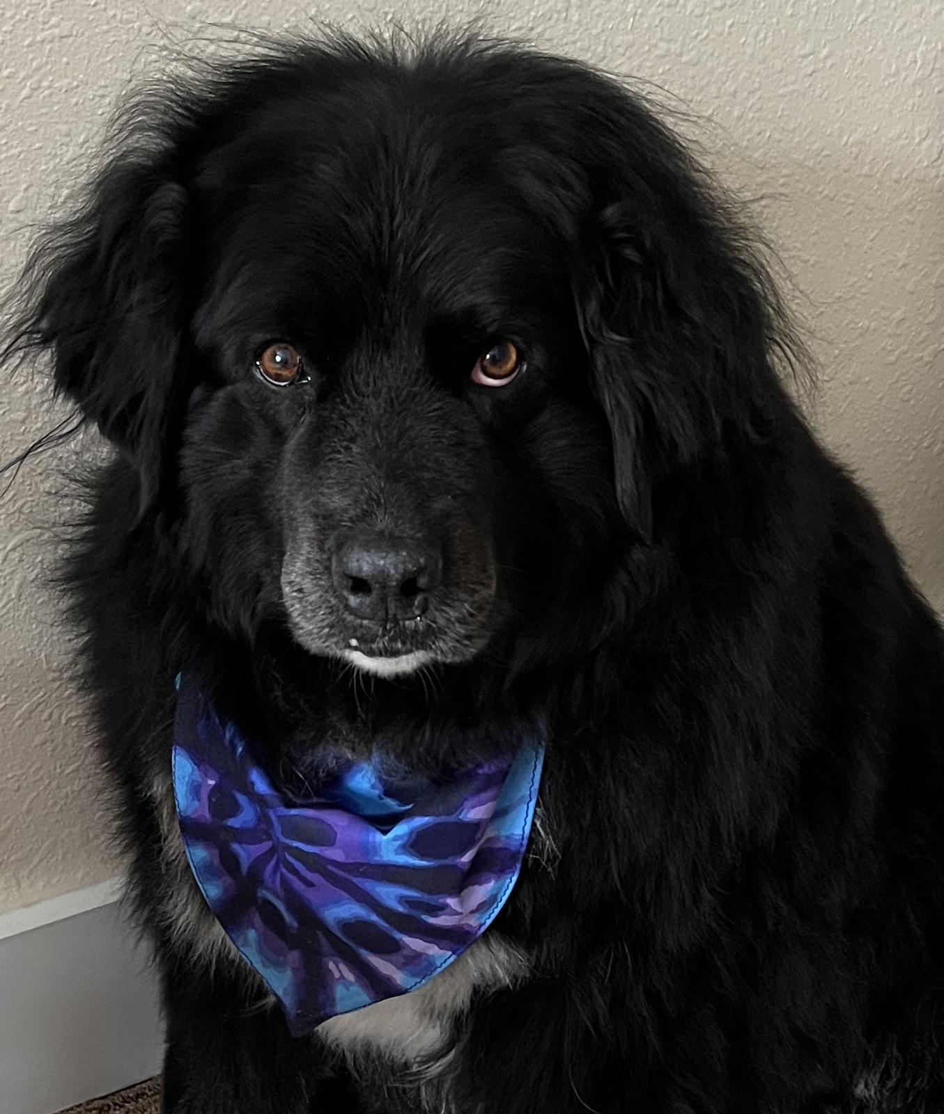 Doggie