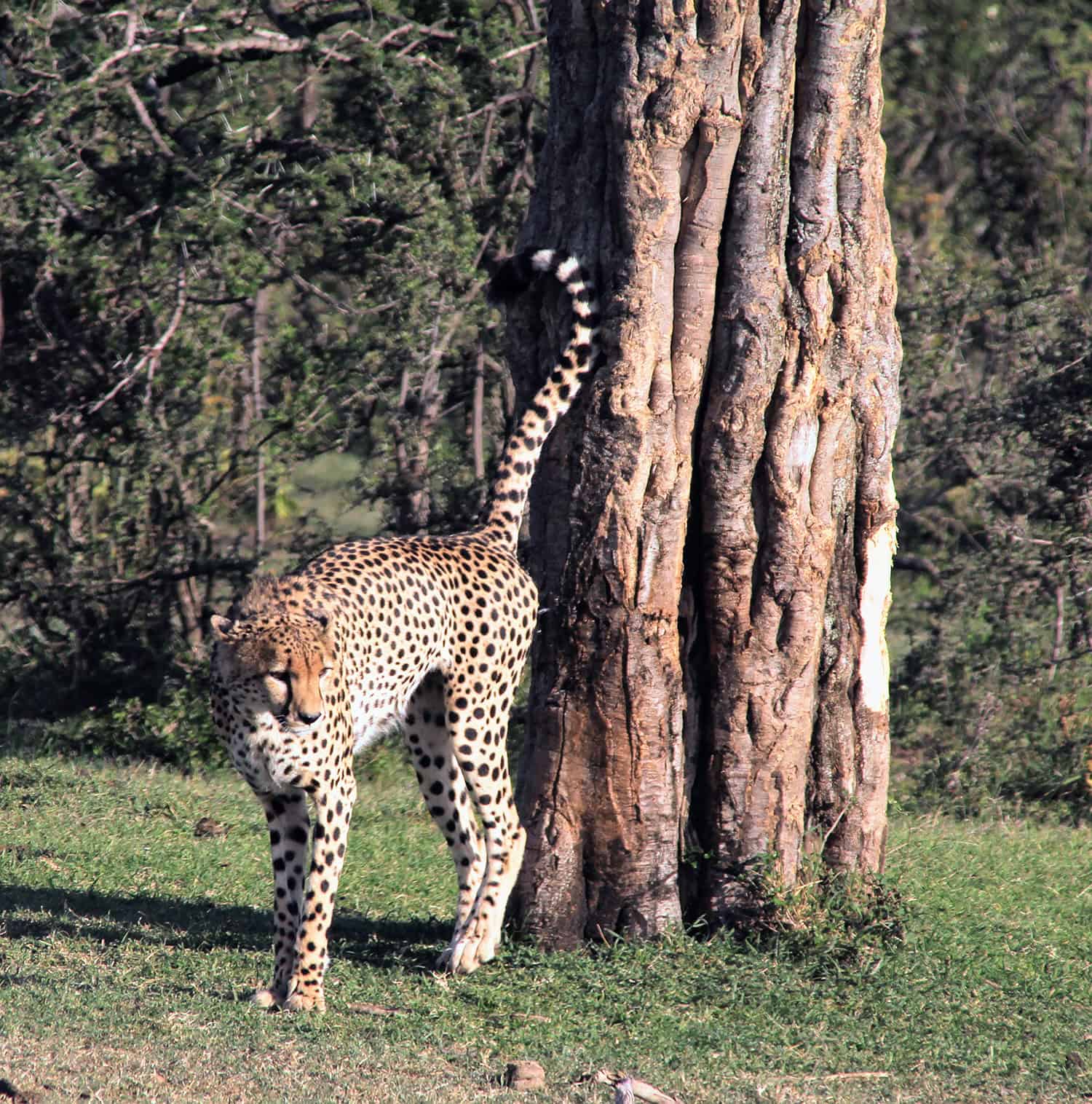 Cheetah