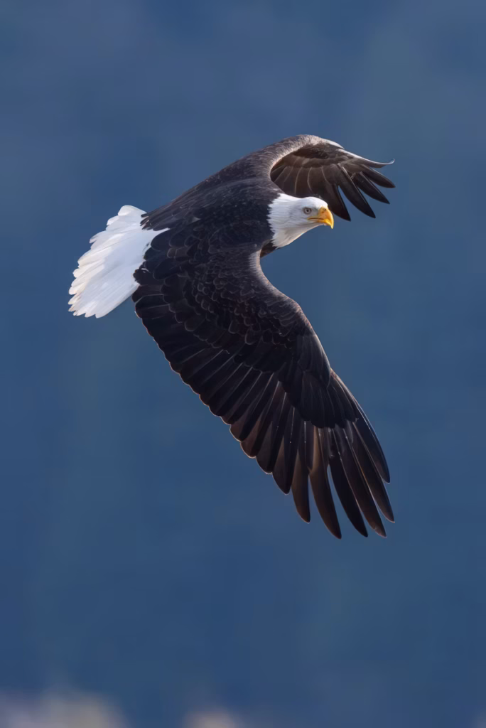 Eagle