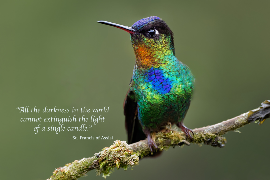 Hummingbird