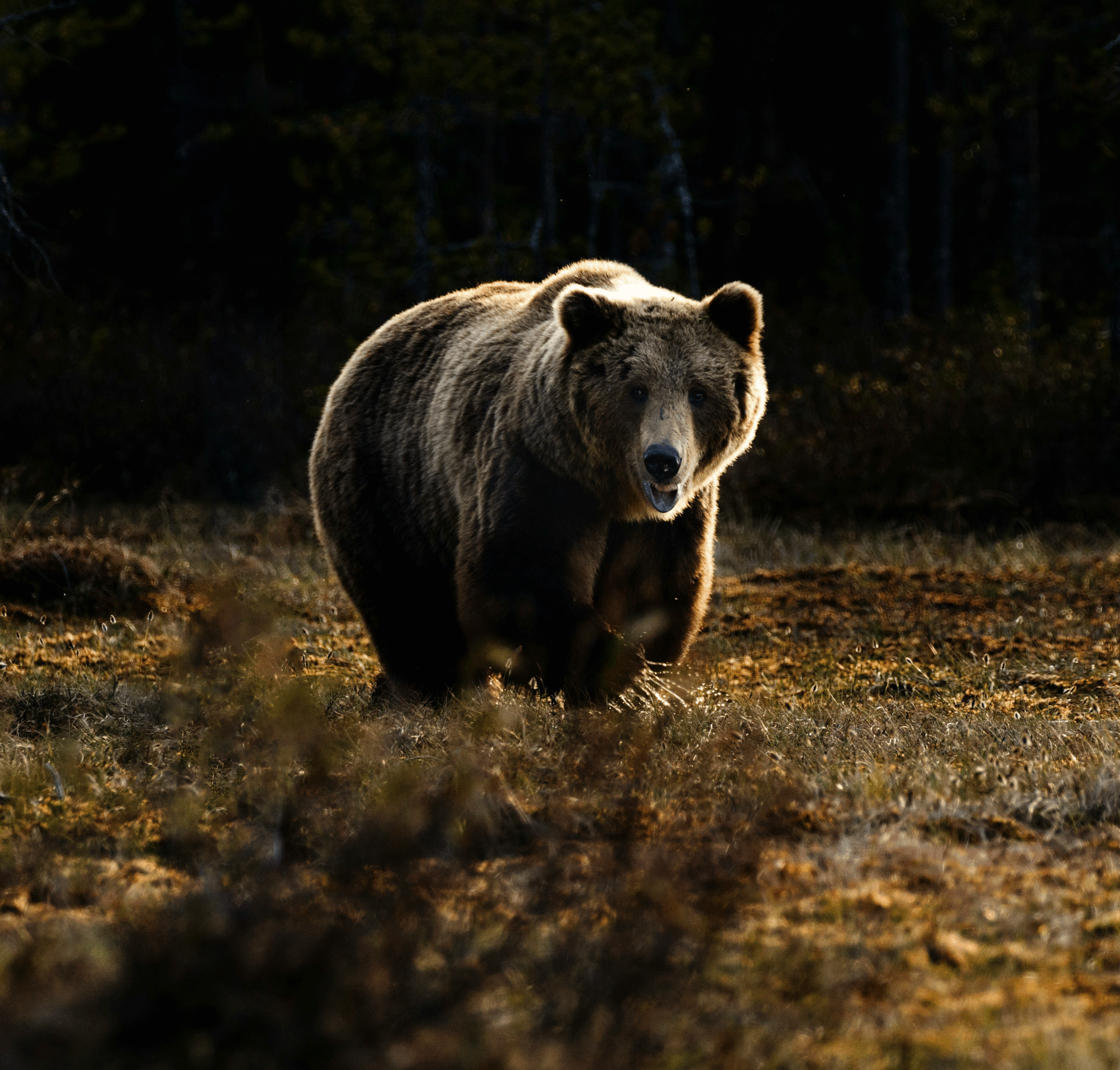 Bear