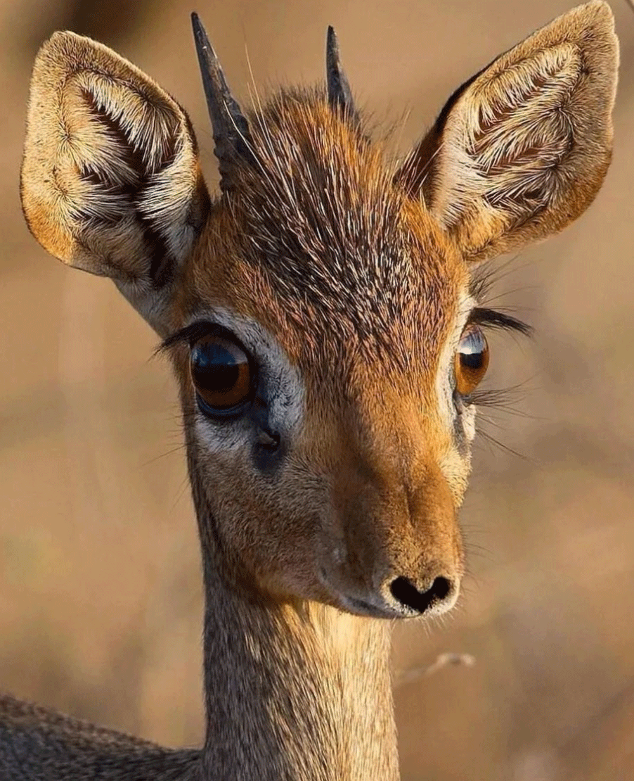 Deer